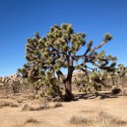 Photo Journal: Joshua Tree